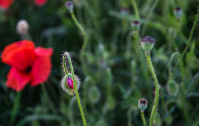 Close-up of purple flowering plant