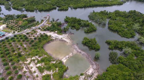 High angle view of trees in water