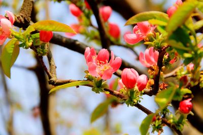 Close-up of pink cherry blossoms in spring