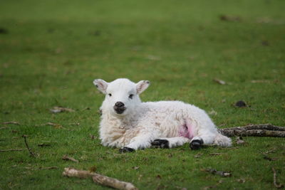 Young lamb with pretty markings basking in the sun