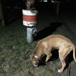 View of dog resting