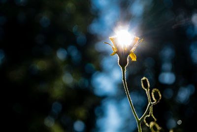 Close-up of flowering plant against sky