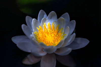 Close-up of white flower against black background