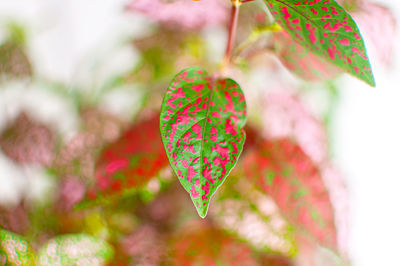 Close-up of heart shape decoration