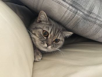 Portrait of cat relaxing on bed