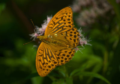 Close-up of butterfly pollinating flower
