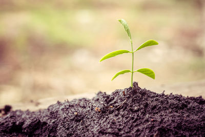 Close-up of small plant growing on tree