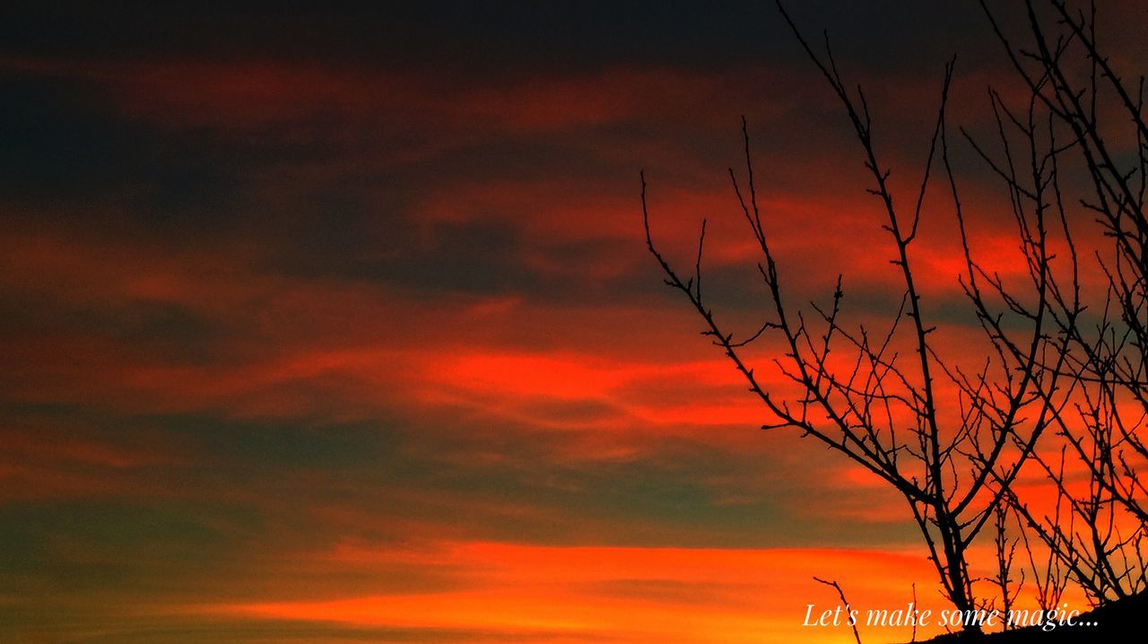 LOW ANGLE VIEW OF SILHOUETTE TREES AGAINST DRAMATIC SKY