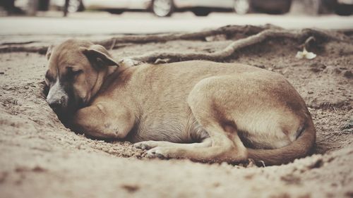 Close-up of a dog sleeping