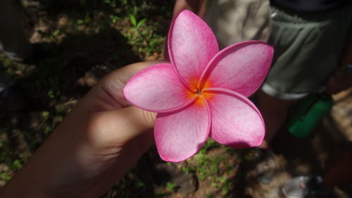 Close-up of hand holding pink flower