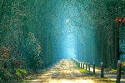 Narrow pathway along trees in park