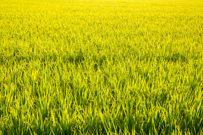 Full frame shot of fresh yellow crop in field