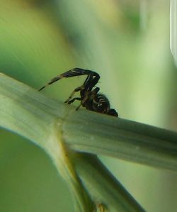 Close-up of insect