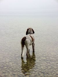 Rear view of dog standing on lakeshore during foggy weather