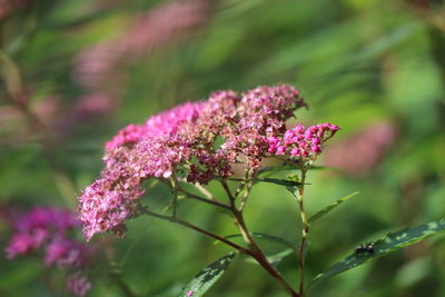 Close-up of pink flowering plant