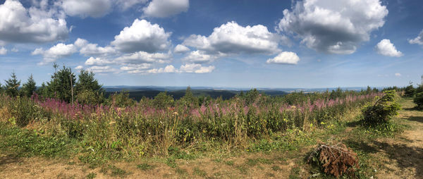 Scenic view of field against sky