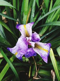 Close-up of purple iris flower on plant