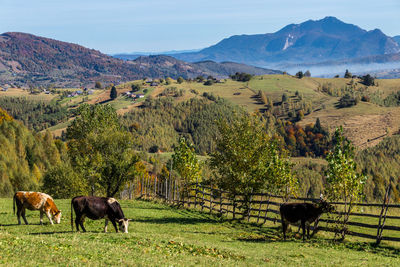 Horses grazing in field