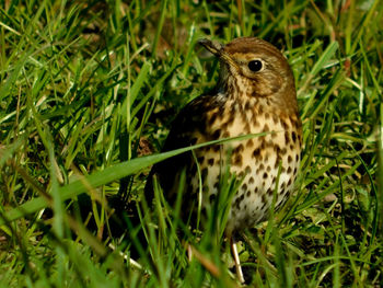 Close-up of bird perching on grass