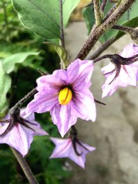 Close-up of purple flowers blooming outdoors