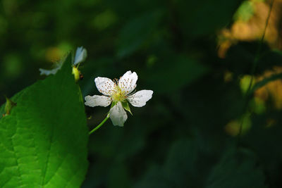 Close-up of white flowering plant