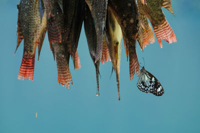 Drying fish against sky