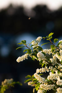 Close-up of white flowering plant