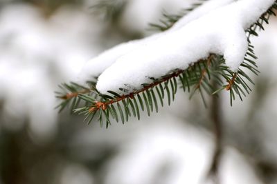 Close-up of frozen during winter