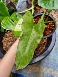 Close-up of hand holding leaves