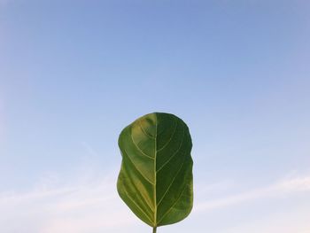 Low angle view of plant against sky