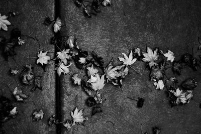 High angle view of flowers on plant during autumn