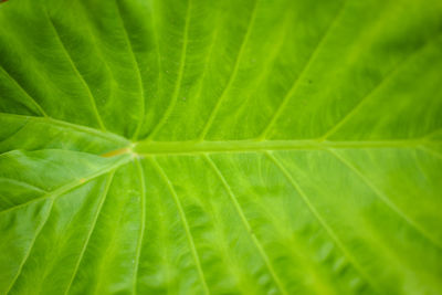 Macro shot of green leaves