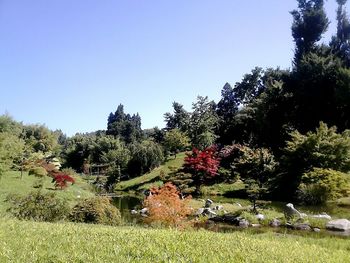 Plants growing on landscape against clear sky