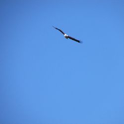 Low angle view of eagle flying against clear blue sky