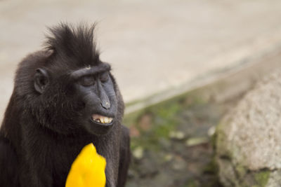 Close-up of monkey looking away