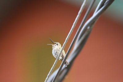 Close-up of hummingbird