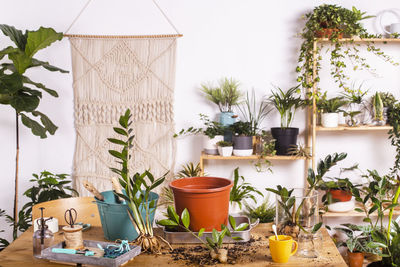 Potted plants on table against wall at home