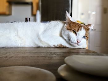 Close-up of cat on table