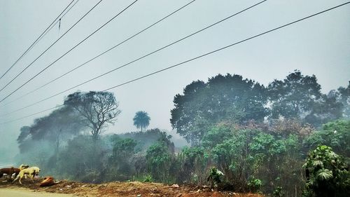 Panoramic shot of trees on field against sky