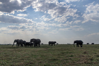 Horses grazing in a field