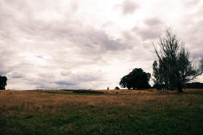 Scenic view of agricultural field against sky