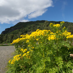 Yellow flowers growing in field