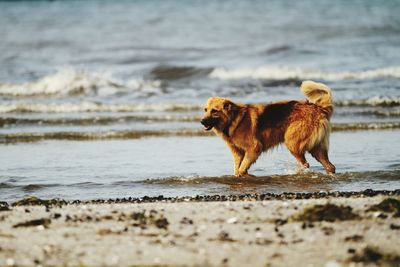 Side view of dog walking on beach
