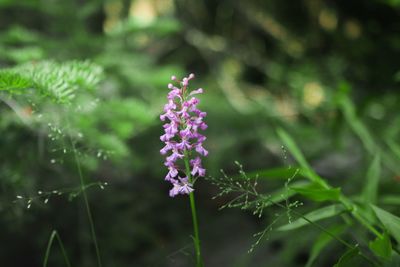 Close-up of purple flowers blooming outdoors