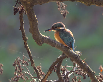 Close-up of bird perching on branch