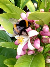 Close-up of bee pollinating on pink flower