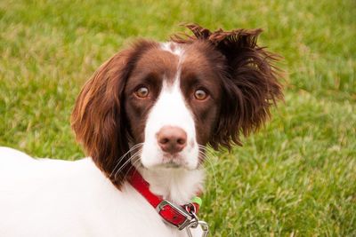 Close-up portrait of dog on field