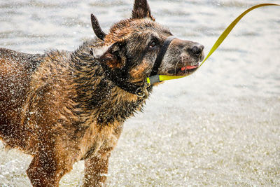 Dog shaking off water