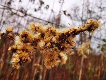 Close-up of wilted plant