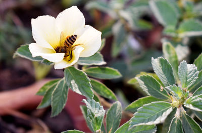 Close-up of yellow flowering plant